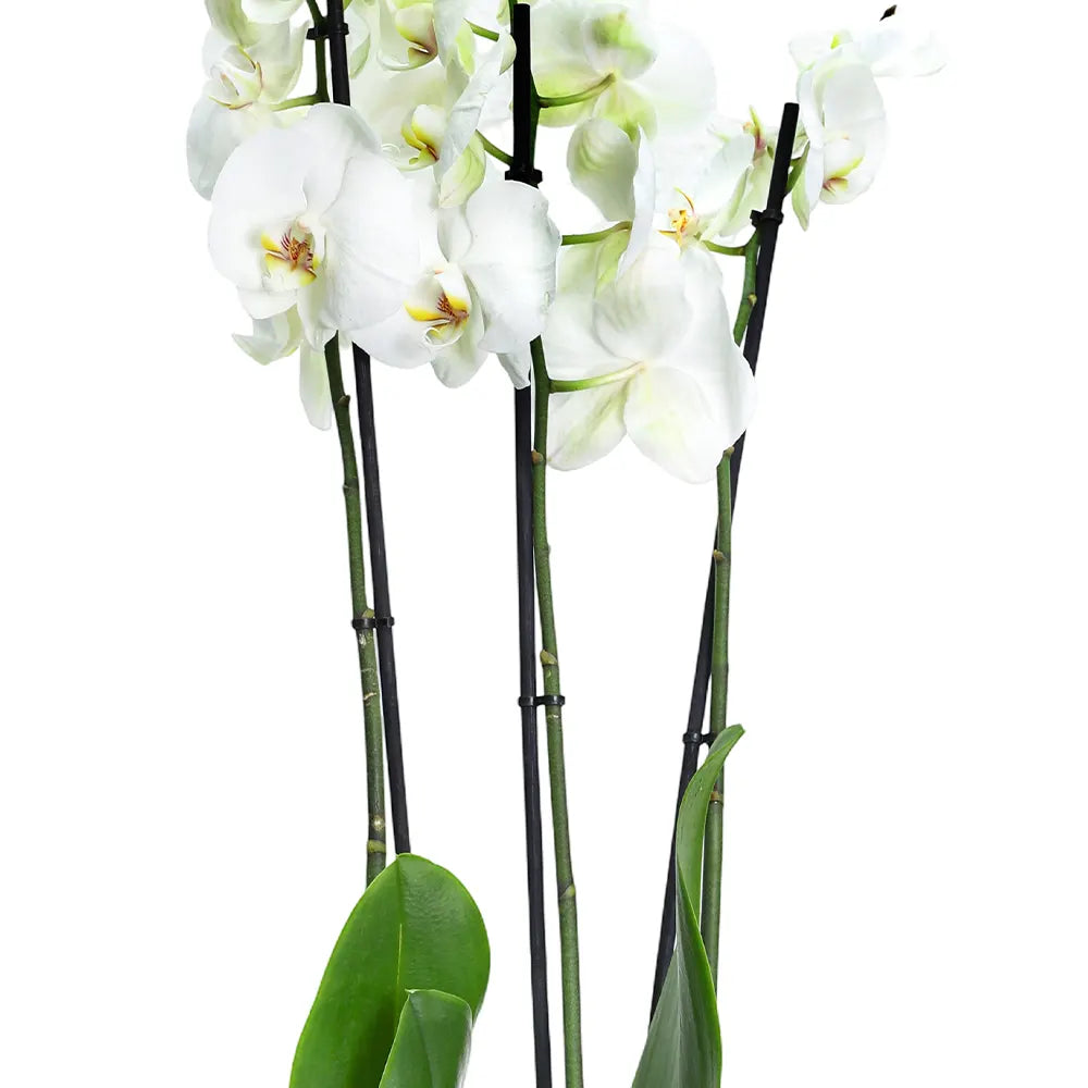 زهرة أوركيد في حوض أزرق عتيق