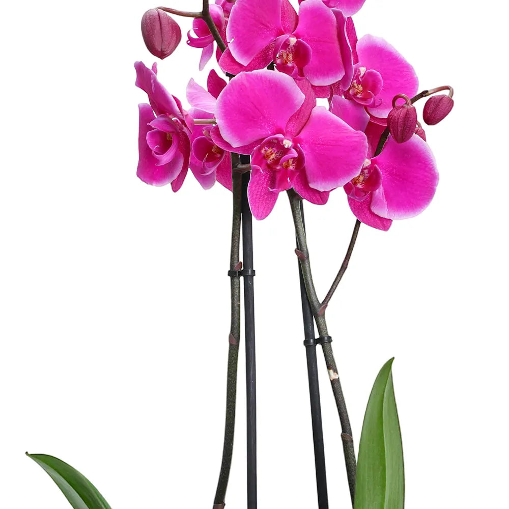 زهرة أوركيد وردية في حوض أزرق عتيق