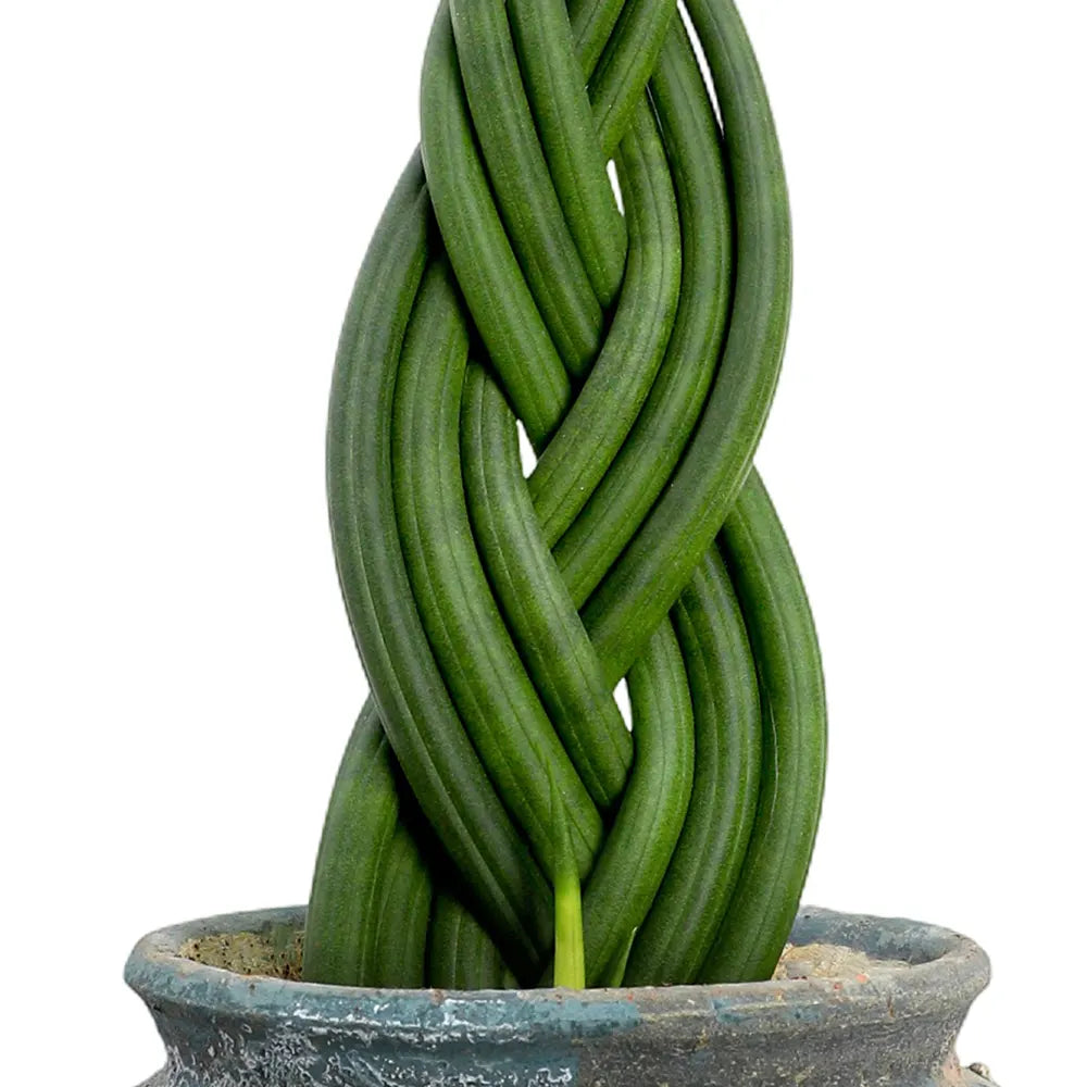 سانسفيريا سيليندريكا في حوض أزرق عتيق