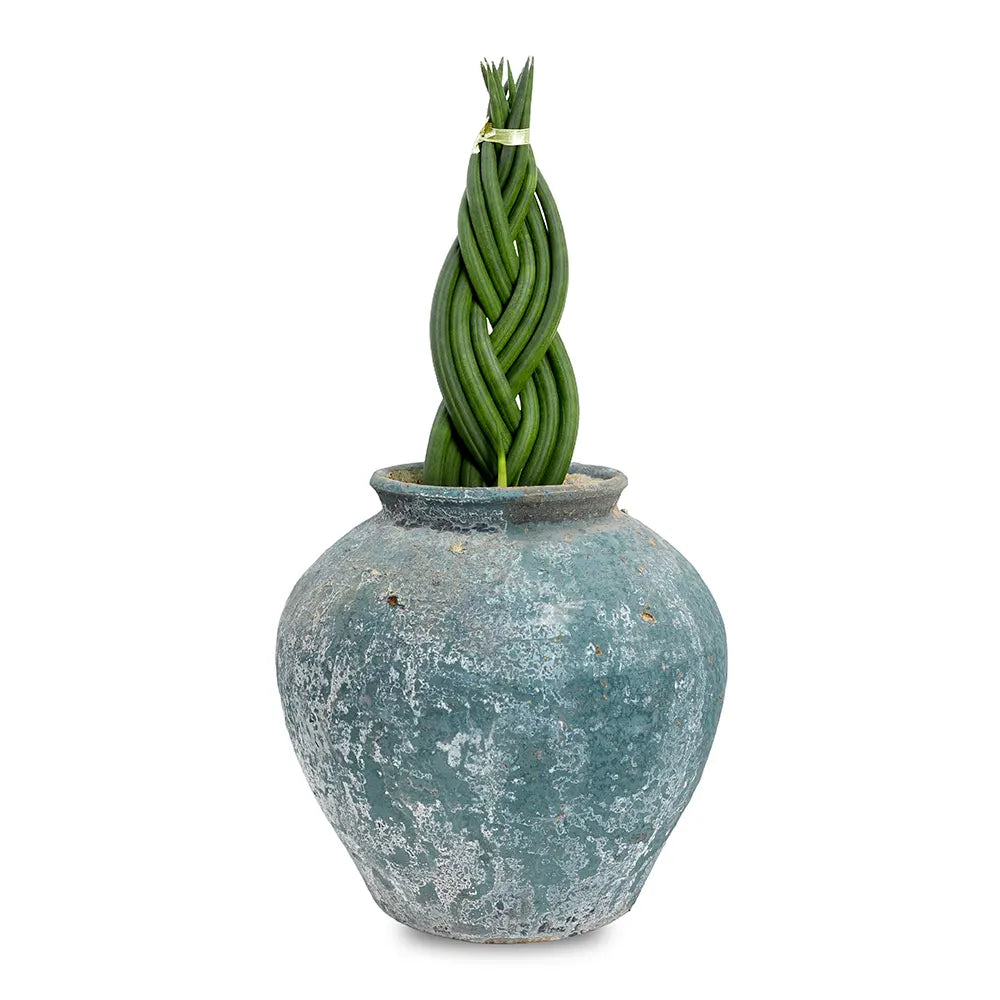 سانسفيريا سيليندريكا في حوض أزرق عتيق