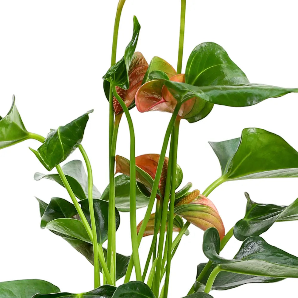 أنثوريوم في حوض أخضر عتيق