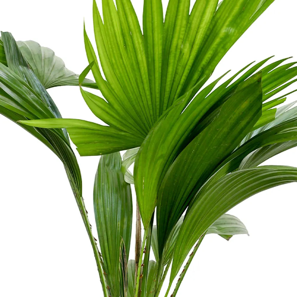 ليفستونيا في حوض أخضر عتيق