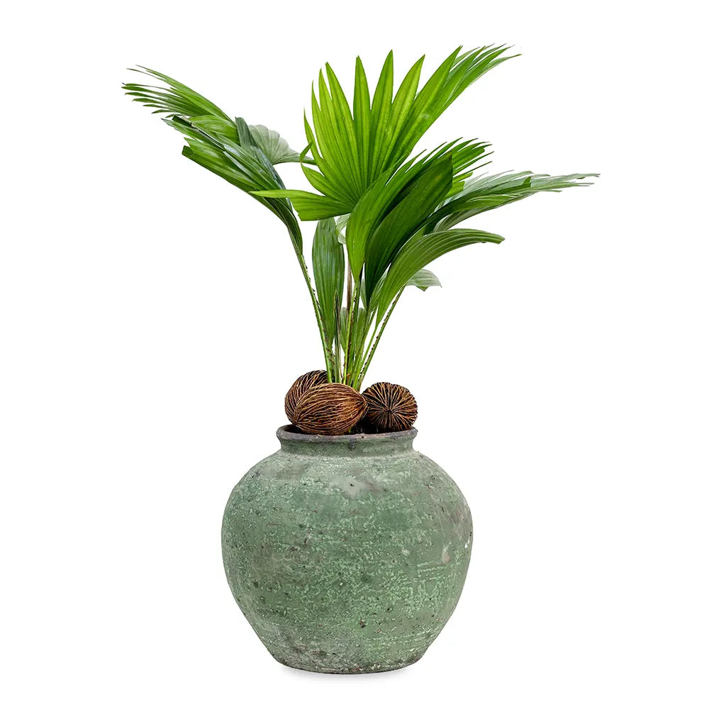 ليفستونيا في حوض أخضر عتيق