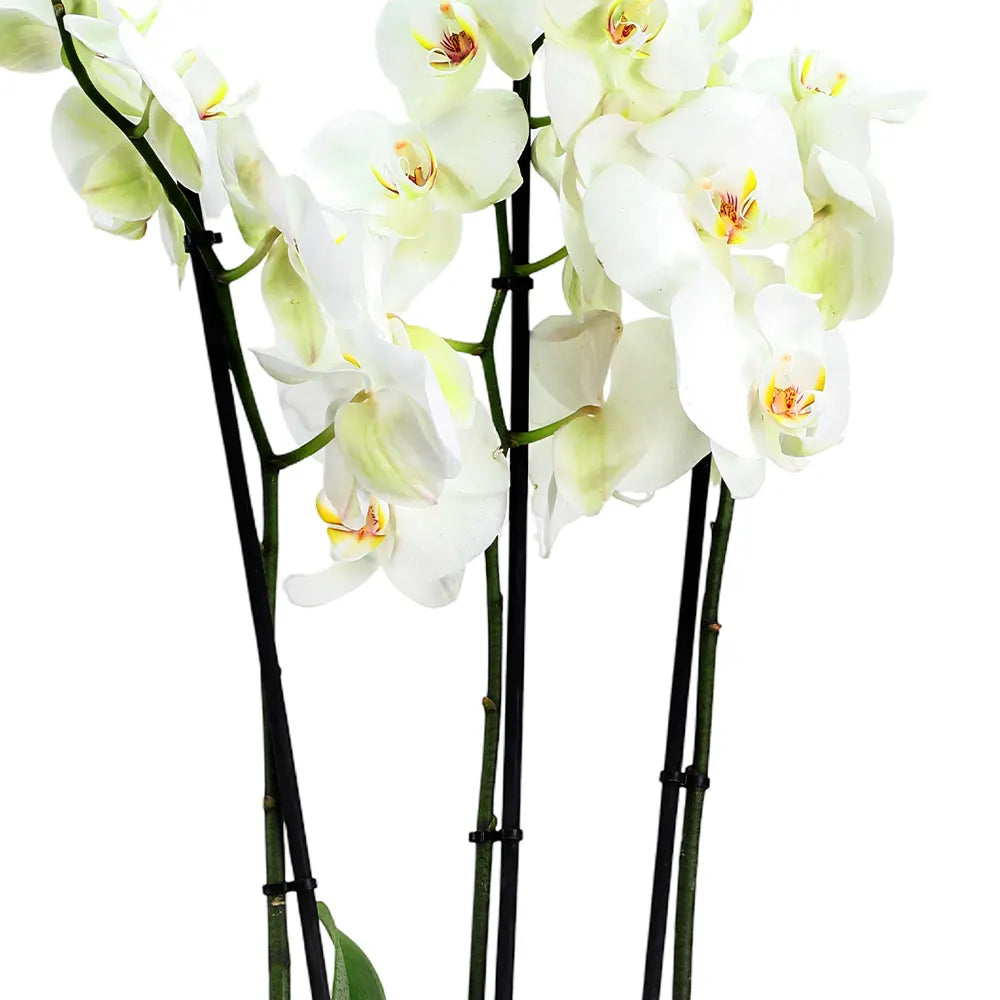 زهرة أوركيد في حوض أخضر عتيق