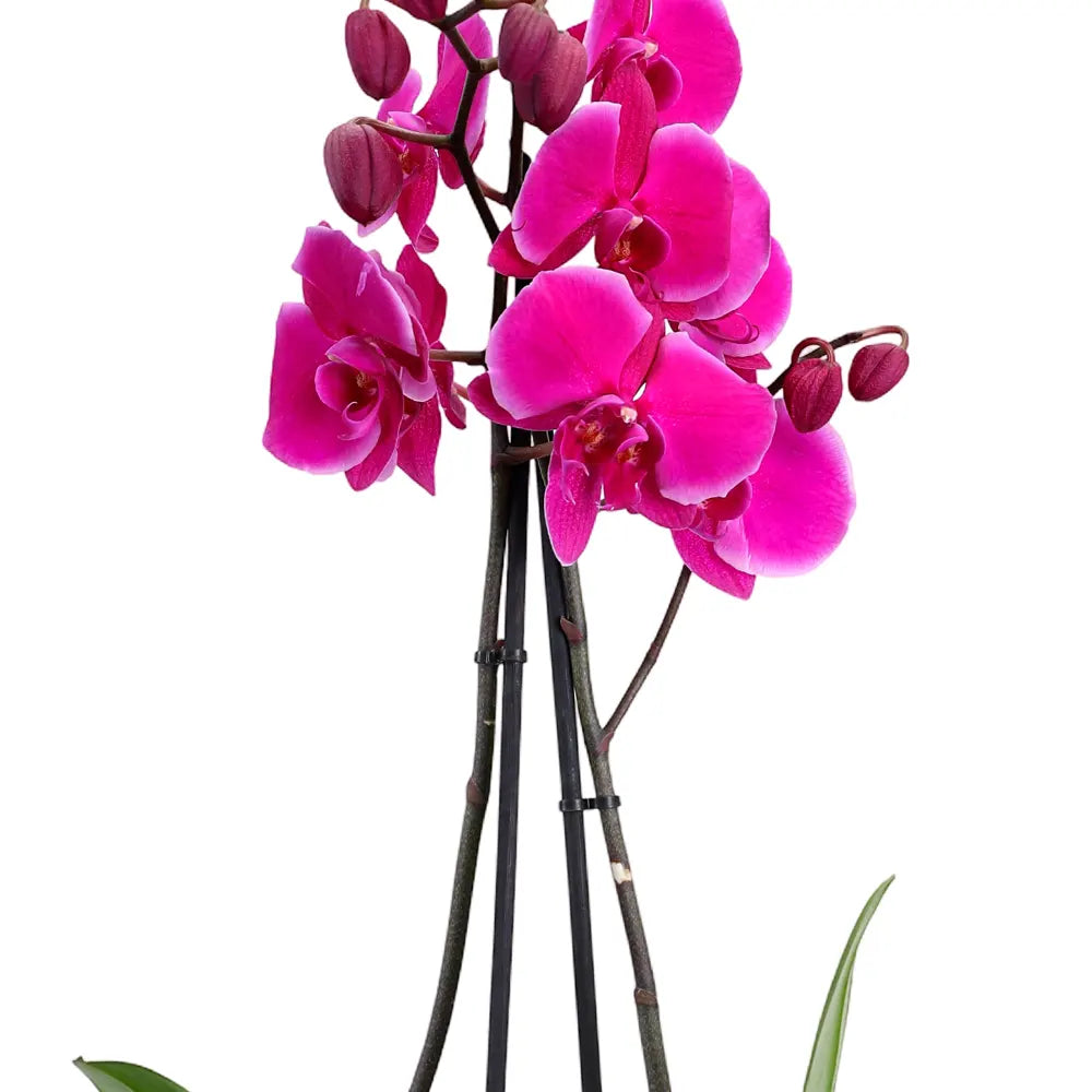 زهرة أوركيد وردية في حوض أخضر عتيق