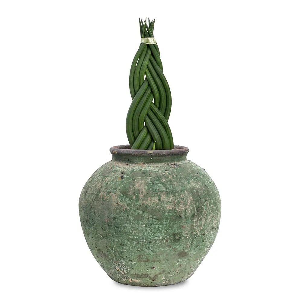 سانسفيريا سيليندريكا في حوض أخضر عتيق