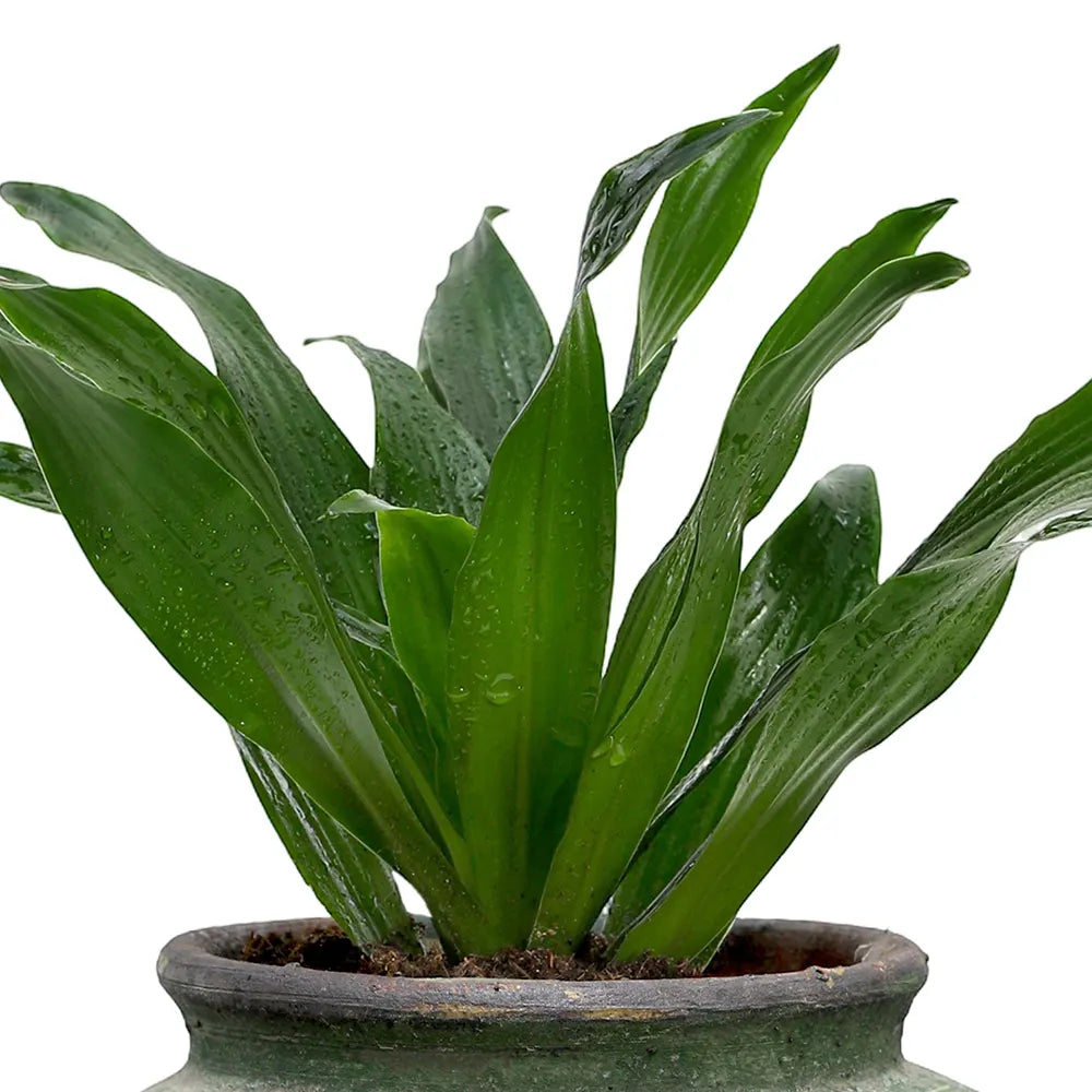 دراسينا كومب في حوض أخضر عتيق