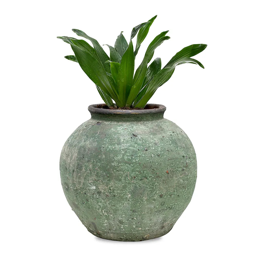 دراسينا كومب في حوض أخضر عتيق