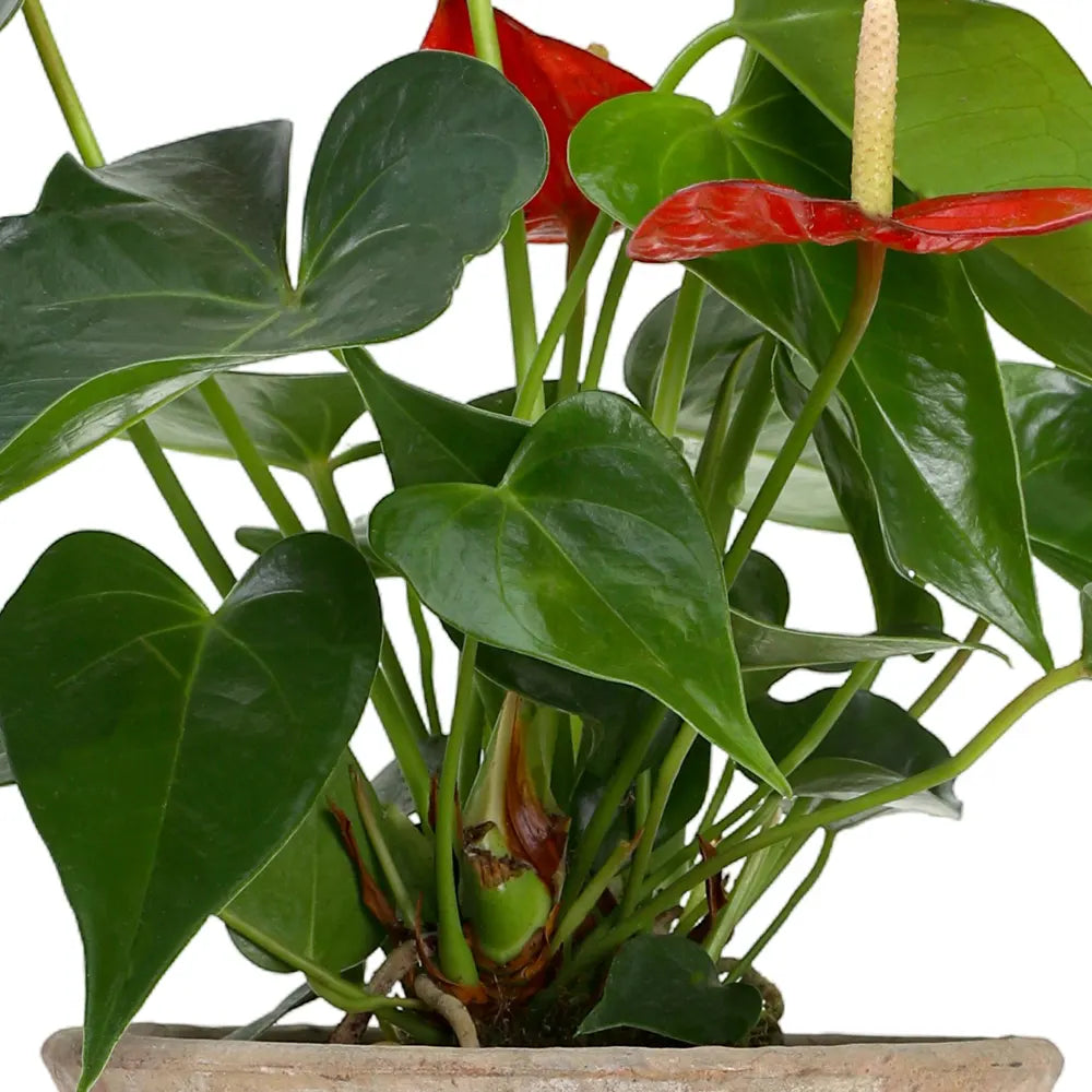 ANTHURIUM IN ANTIQUE POT