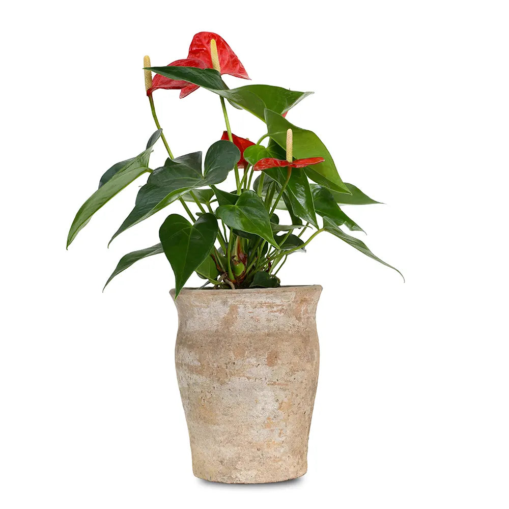 ANTHURIUM IN ANTIQUE POT