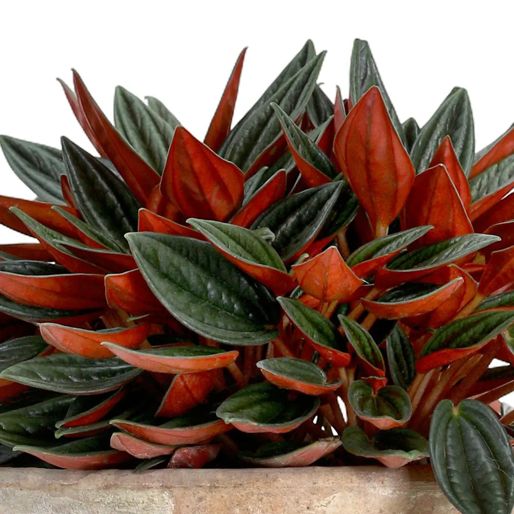 PEPEROMIA IN ANTIQUE POT