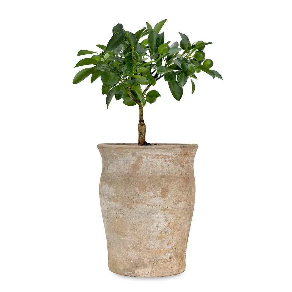 CITROFORTUNELLA IN ANTIQUE POT