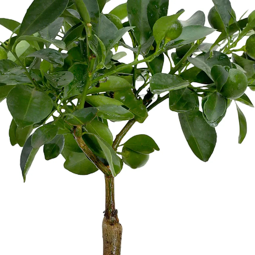 CITROFORTUNELLA IN ANTIQUE POT