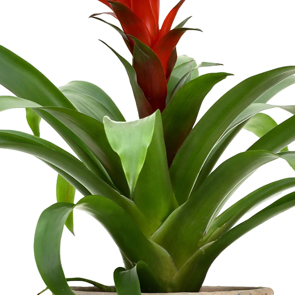GUZMANIA IN ANTIQUE POT