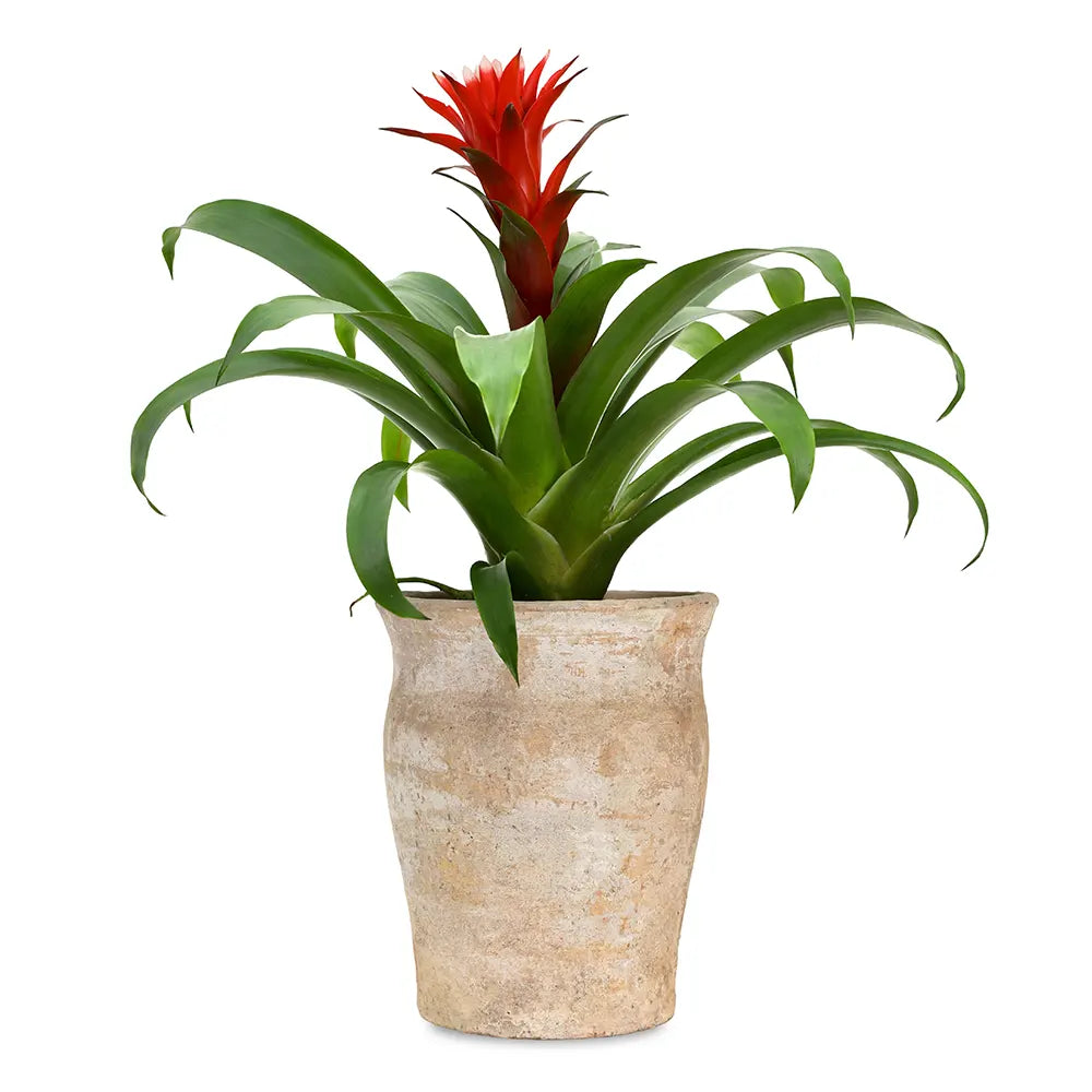 GUZMANIA IN ANTIQUE POT