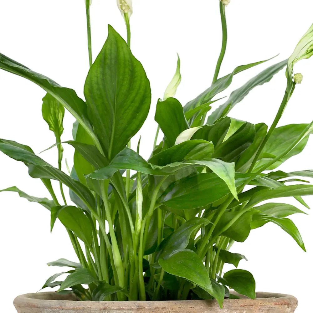SPATHIPHYLLUM IN ANTIQUE POT