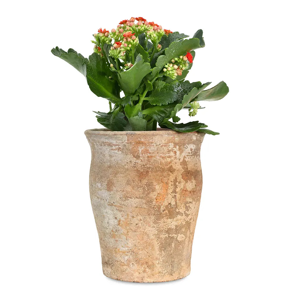 KALANCHOE IN ANTIQUE POT