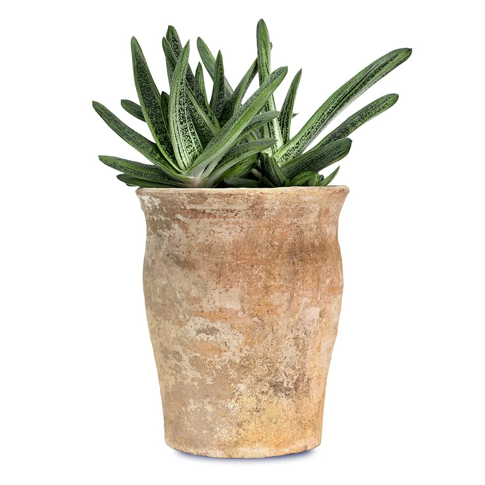 ALOE IN ANTIQUE POT