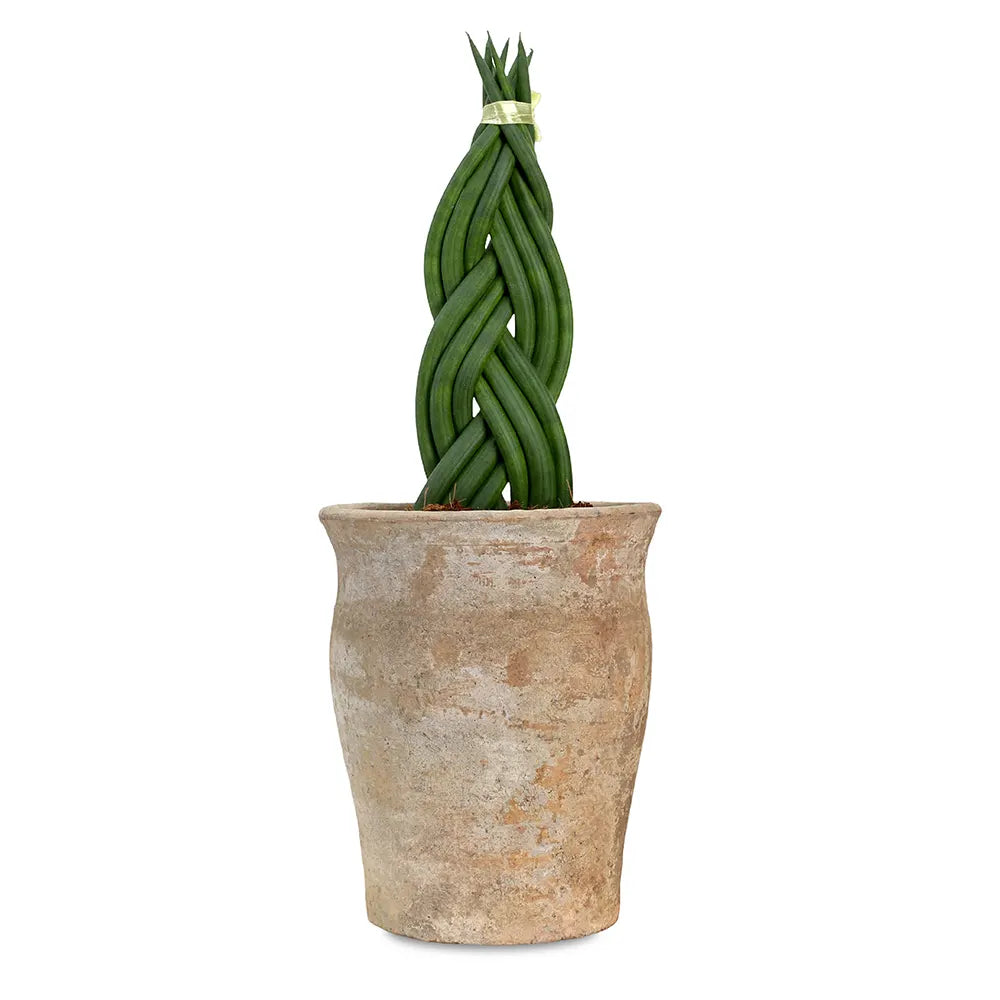 SANSEVIERIA CYLINDRICA IN ANTIQUE POT