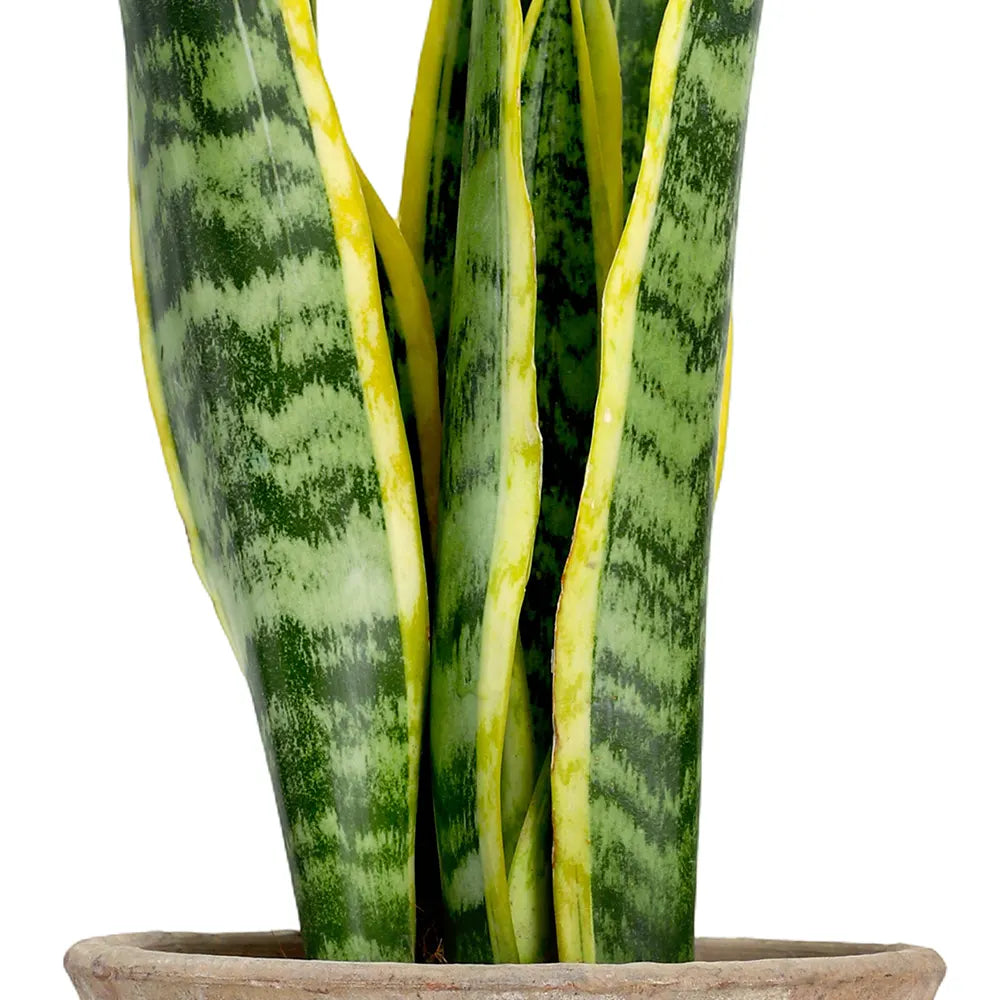 SANSEVIERIA IN ANTIQUE POT