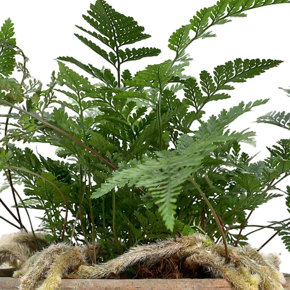 HUMATA TYERMANNII IN ANTIQUE POT