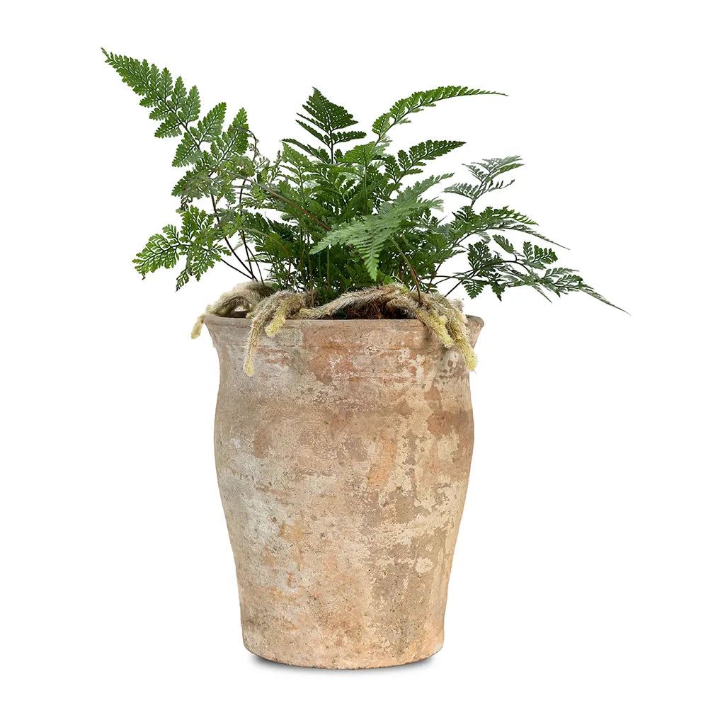 HUMATA TYERMANNII IN ANTIQUE POT
