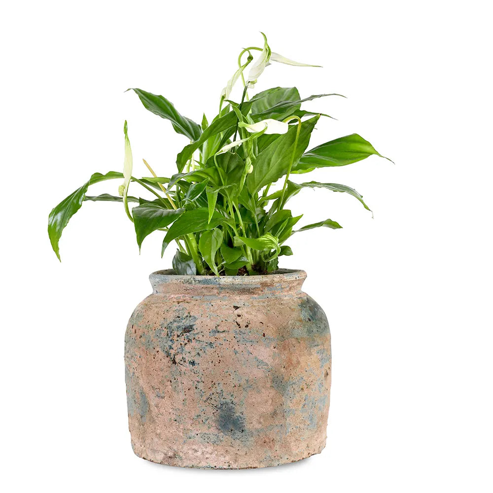 SPATHIPHYLLUM IN GREEN CERAMIC POT