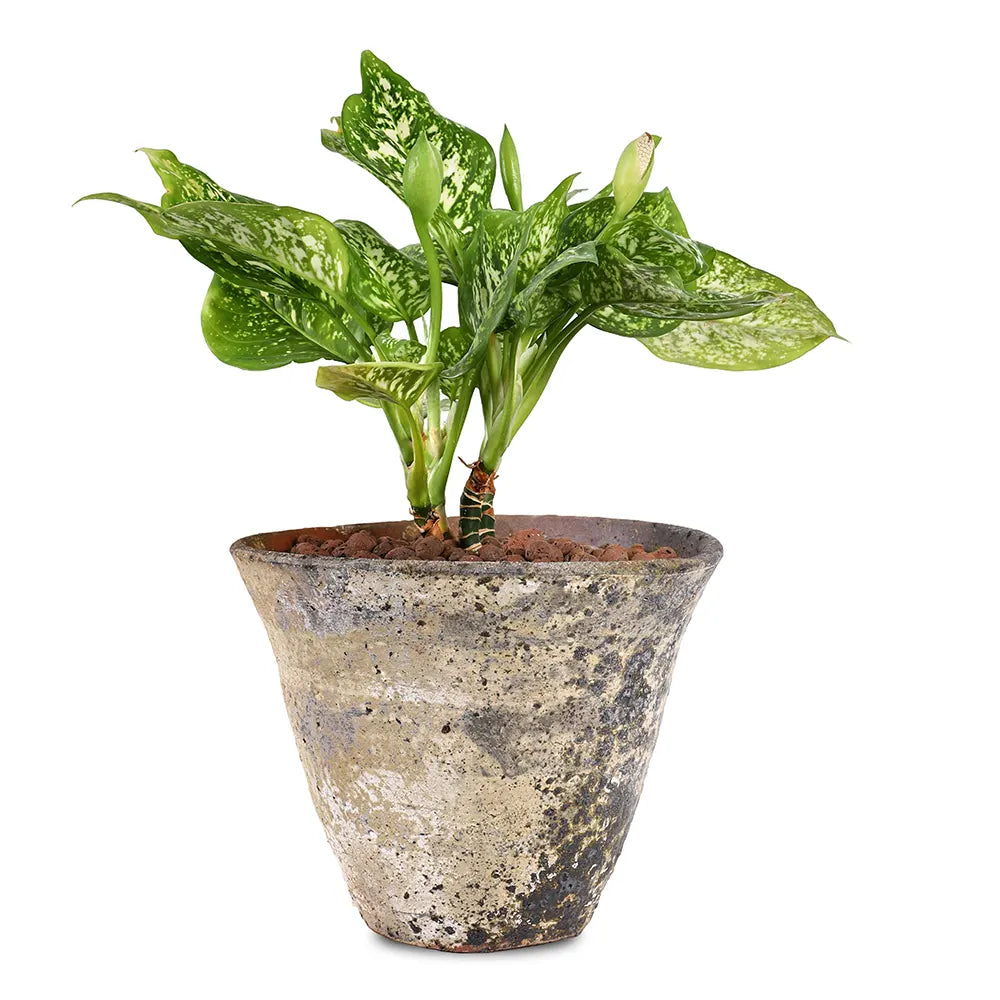 AGLAONEMA IN ANTIQUE WHITE CERAMIC POT