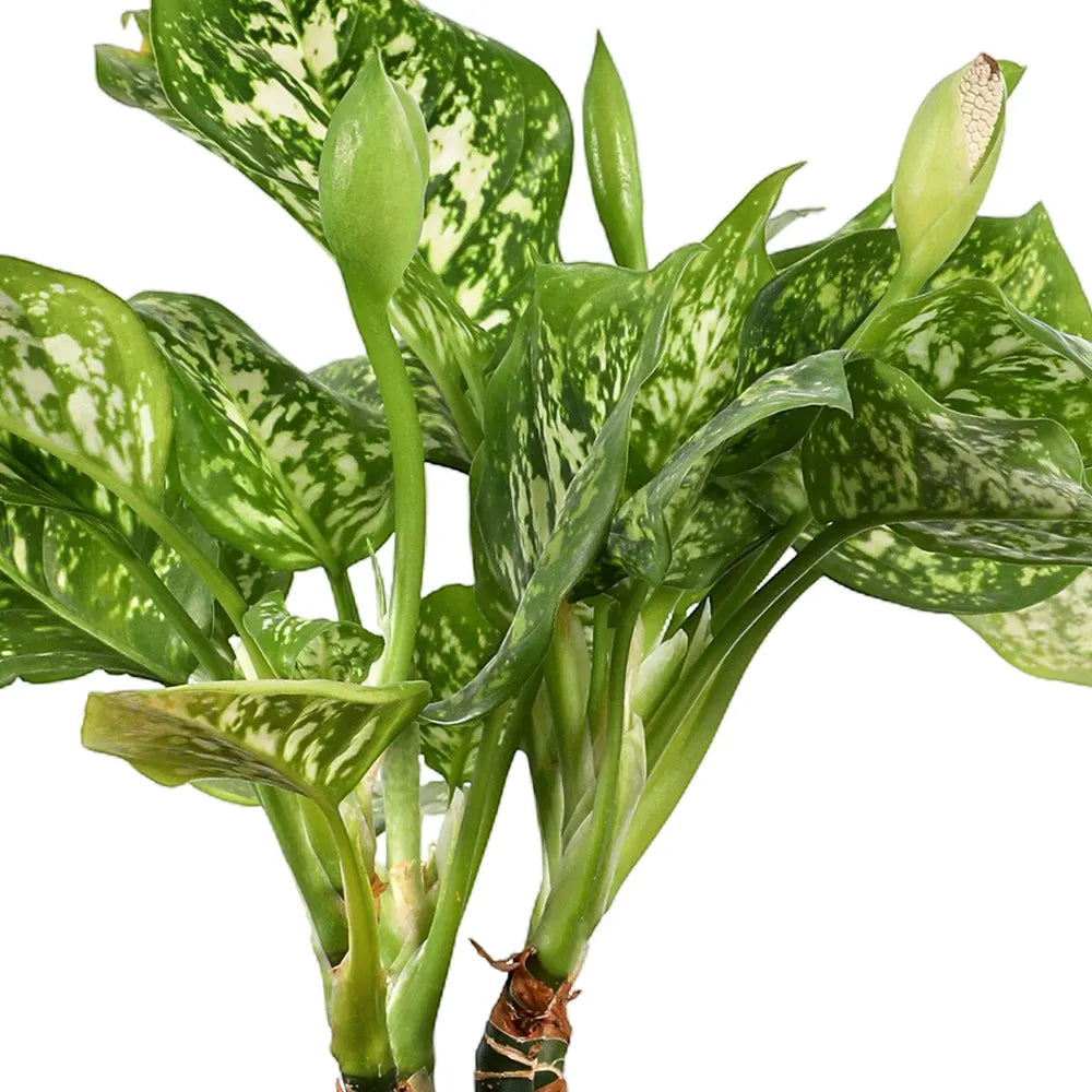 AGLAONEMA IN ANTIQUE WHITE CERAMIC POT