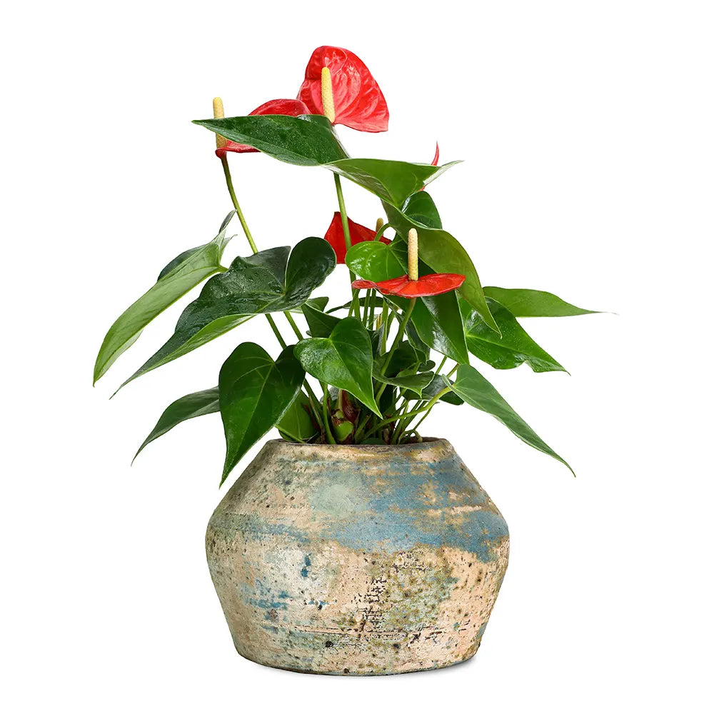ANTHURIUM IN ANTIQUE BLUE POT