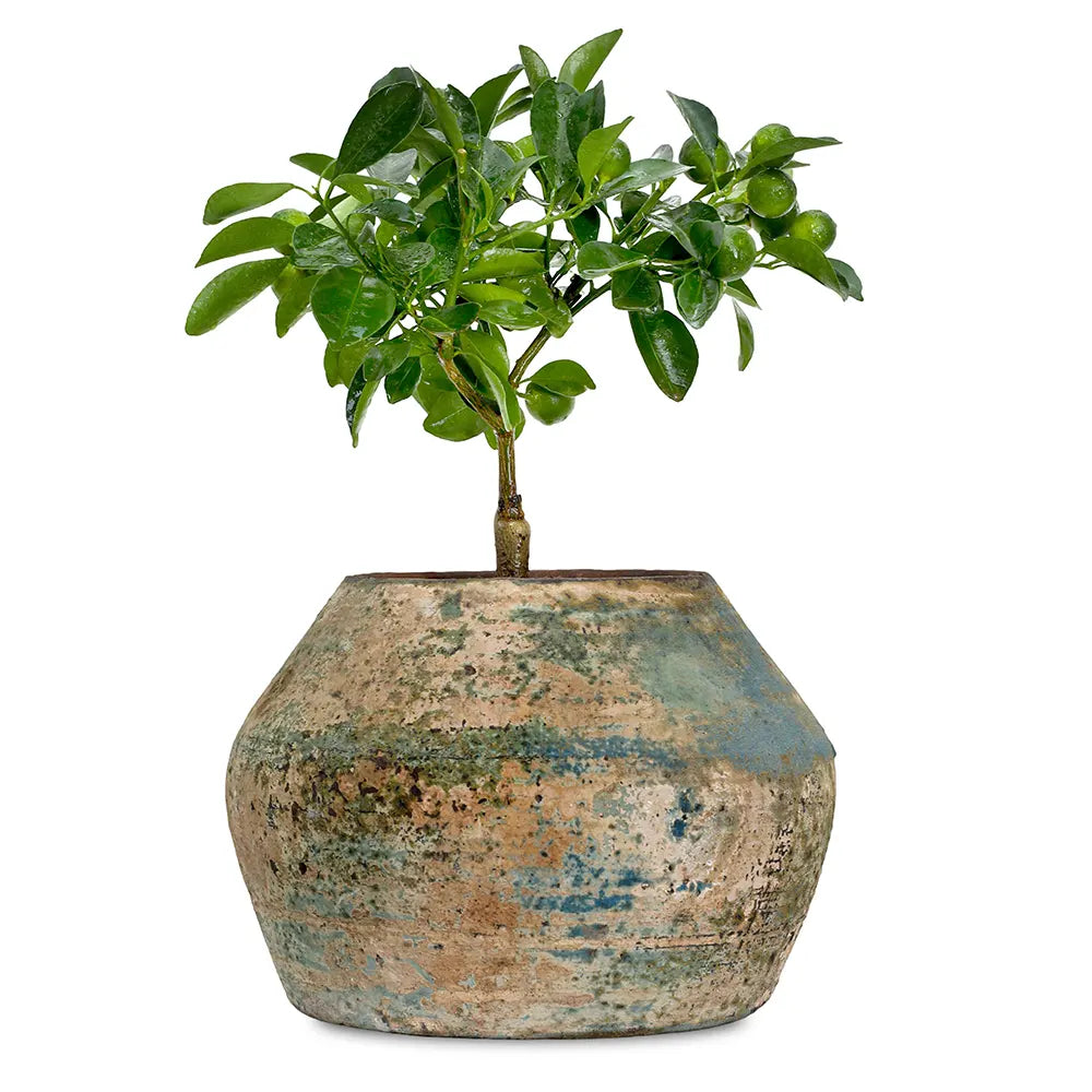 CITROFORTUNELLA IN ANTIQUE BLUE POT