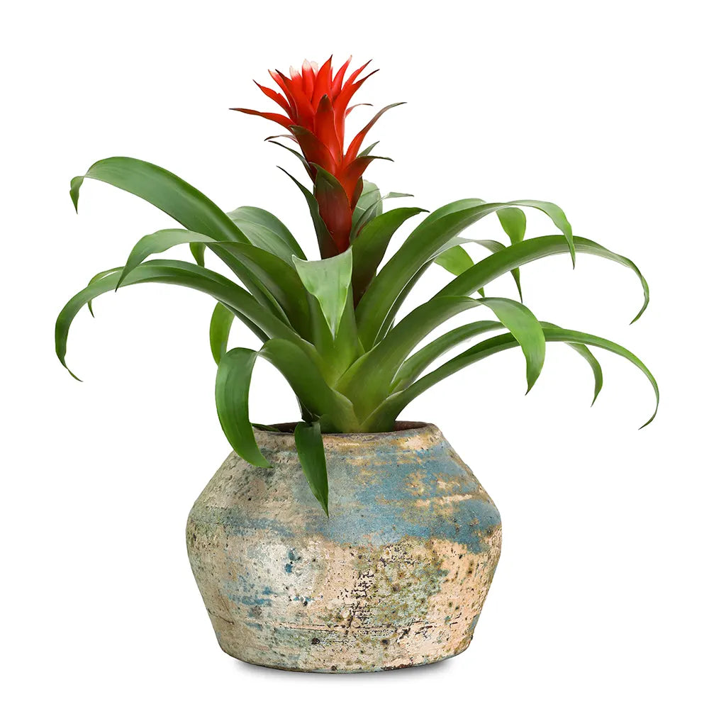 GUZMANIA IN ANTIQUE BLUE POT