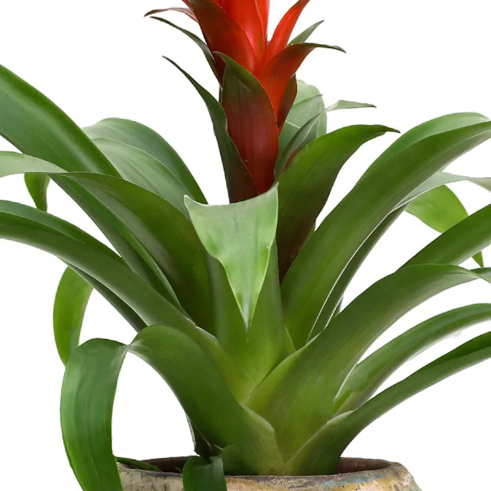 GUZMANIA IN ANTIQUE BLUE POT