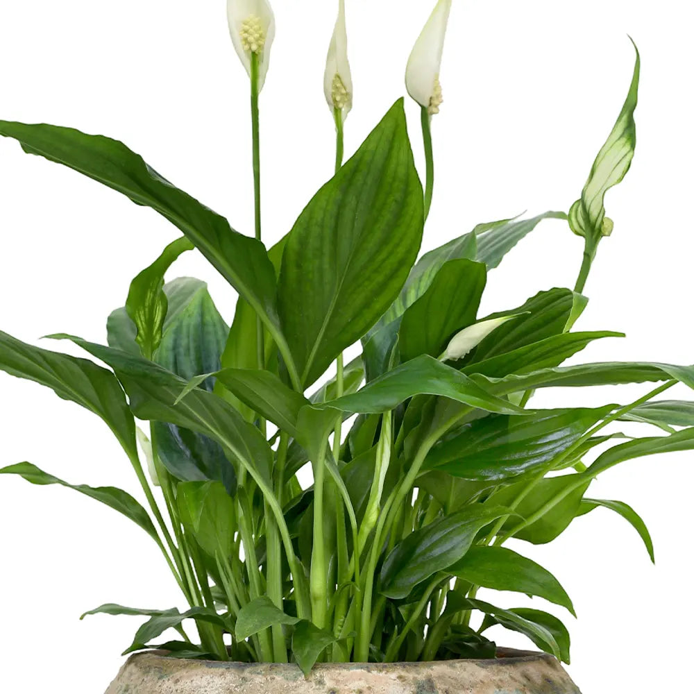 SPATHIPHYLLUM IN ANTIQUE BLUE POT