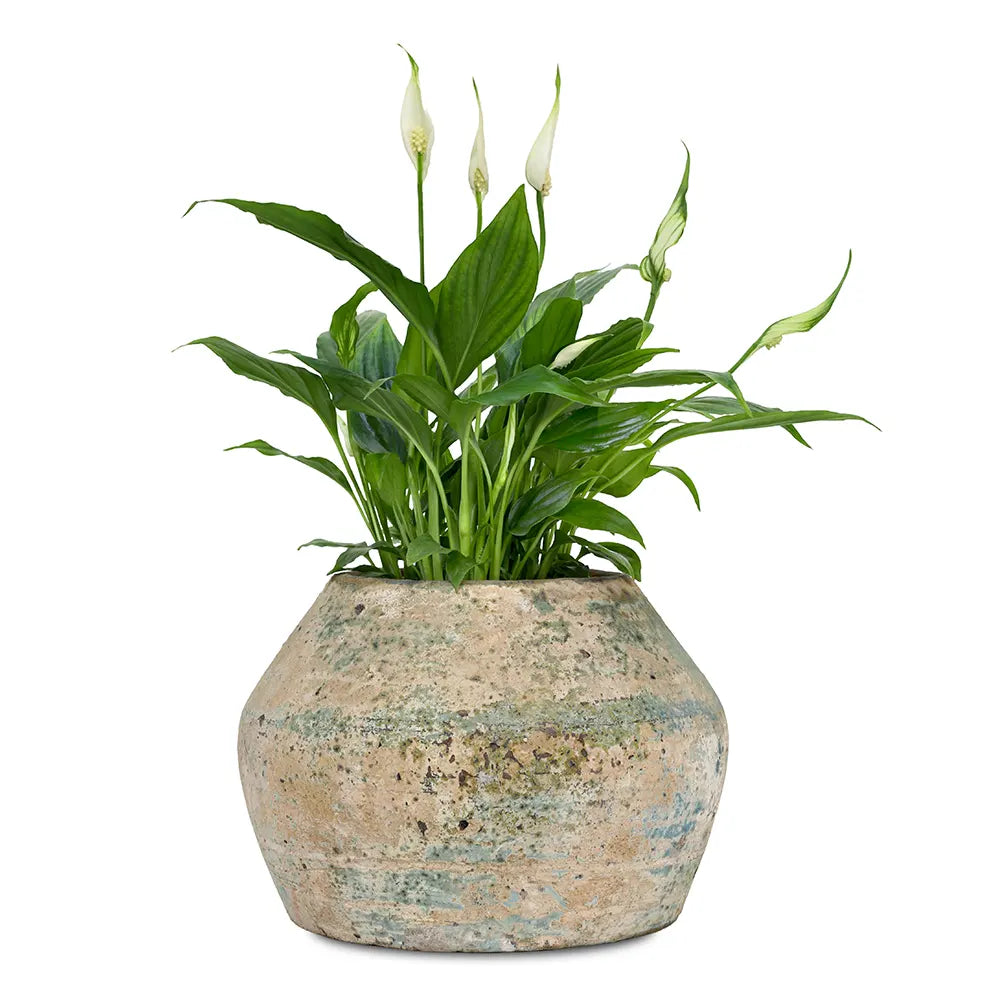 SPATHIPHYLLUM IN ANTIQUE BLUE POT