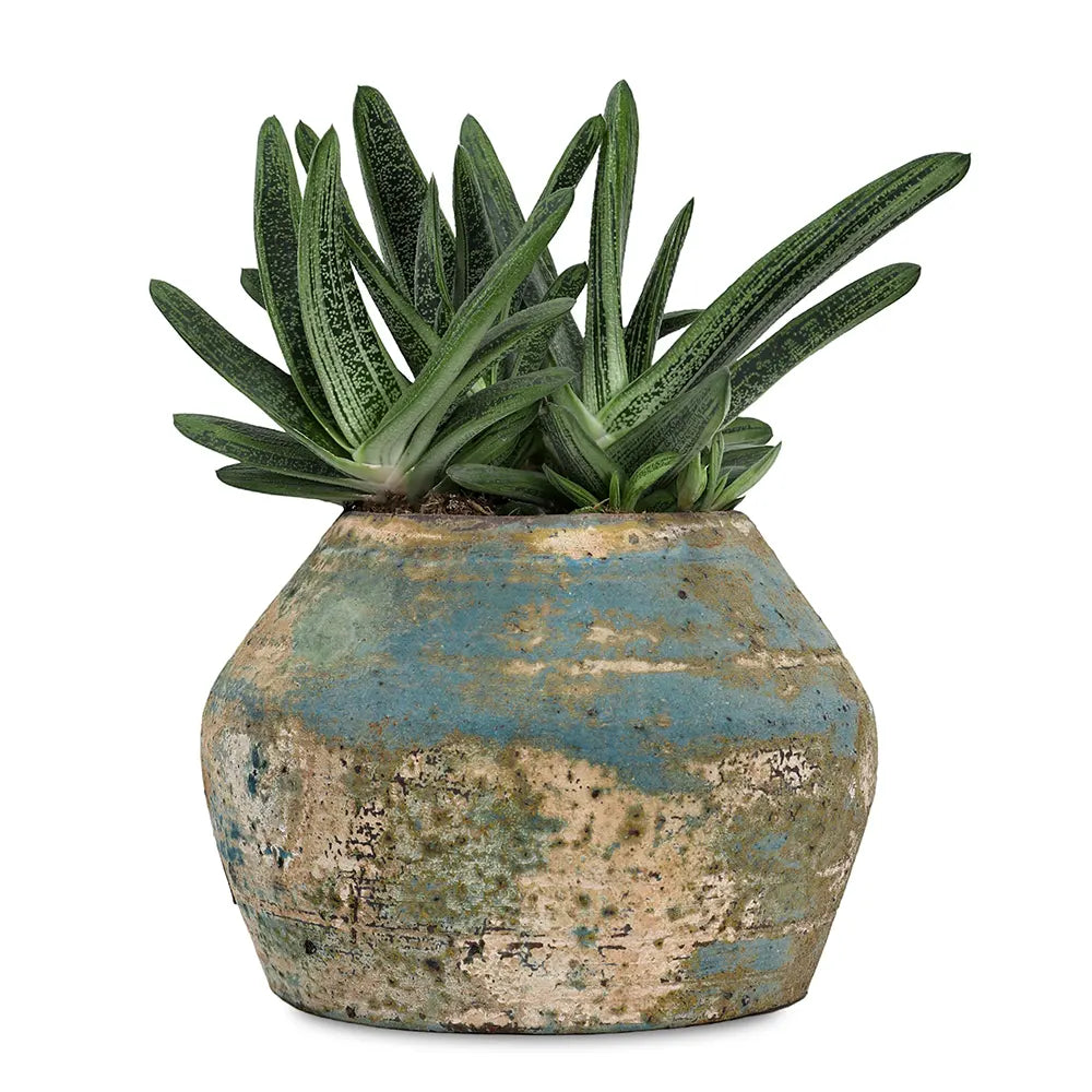 ALOE IN ANTIQUE BLUE POT
