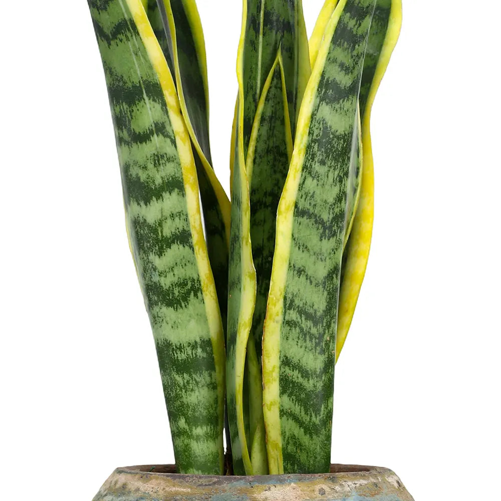 SANSEVIERIA IN ANTIQUE BLUE POT