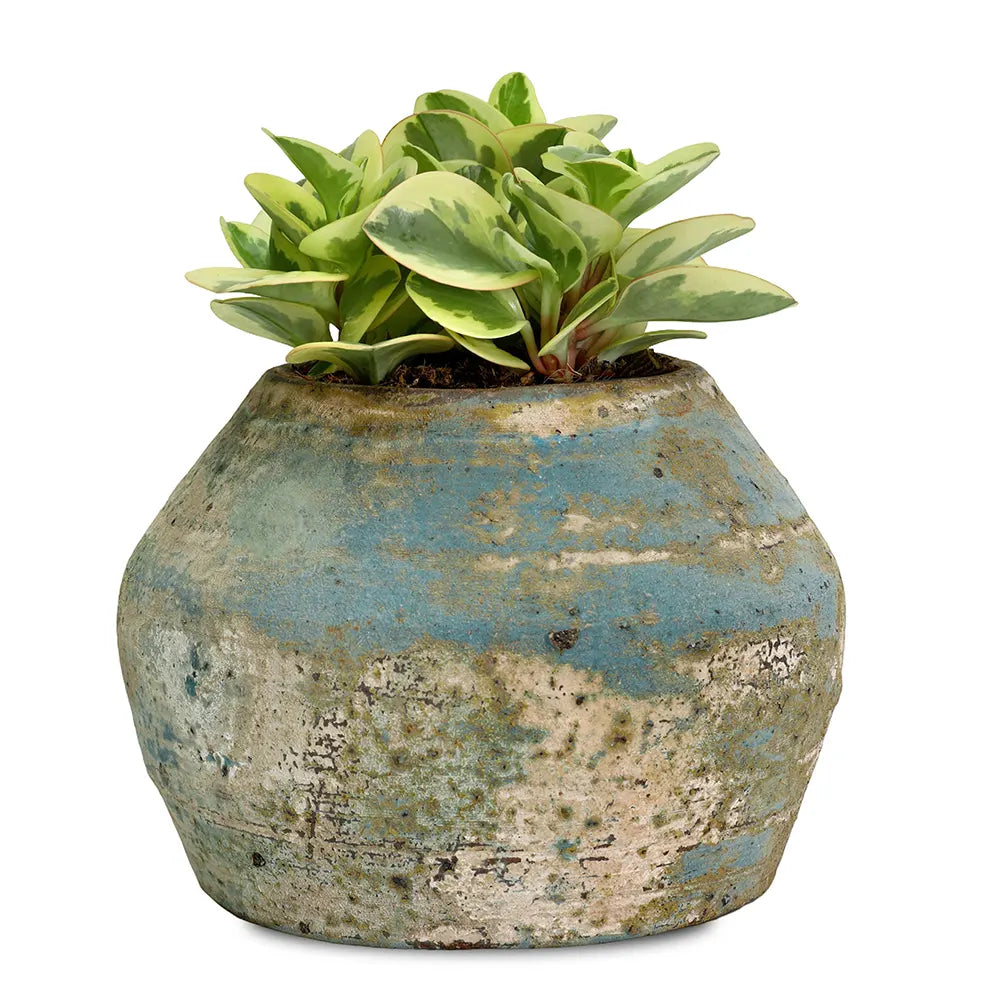 PEPEROMIA IN ANTIQUE BLUE POT