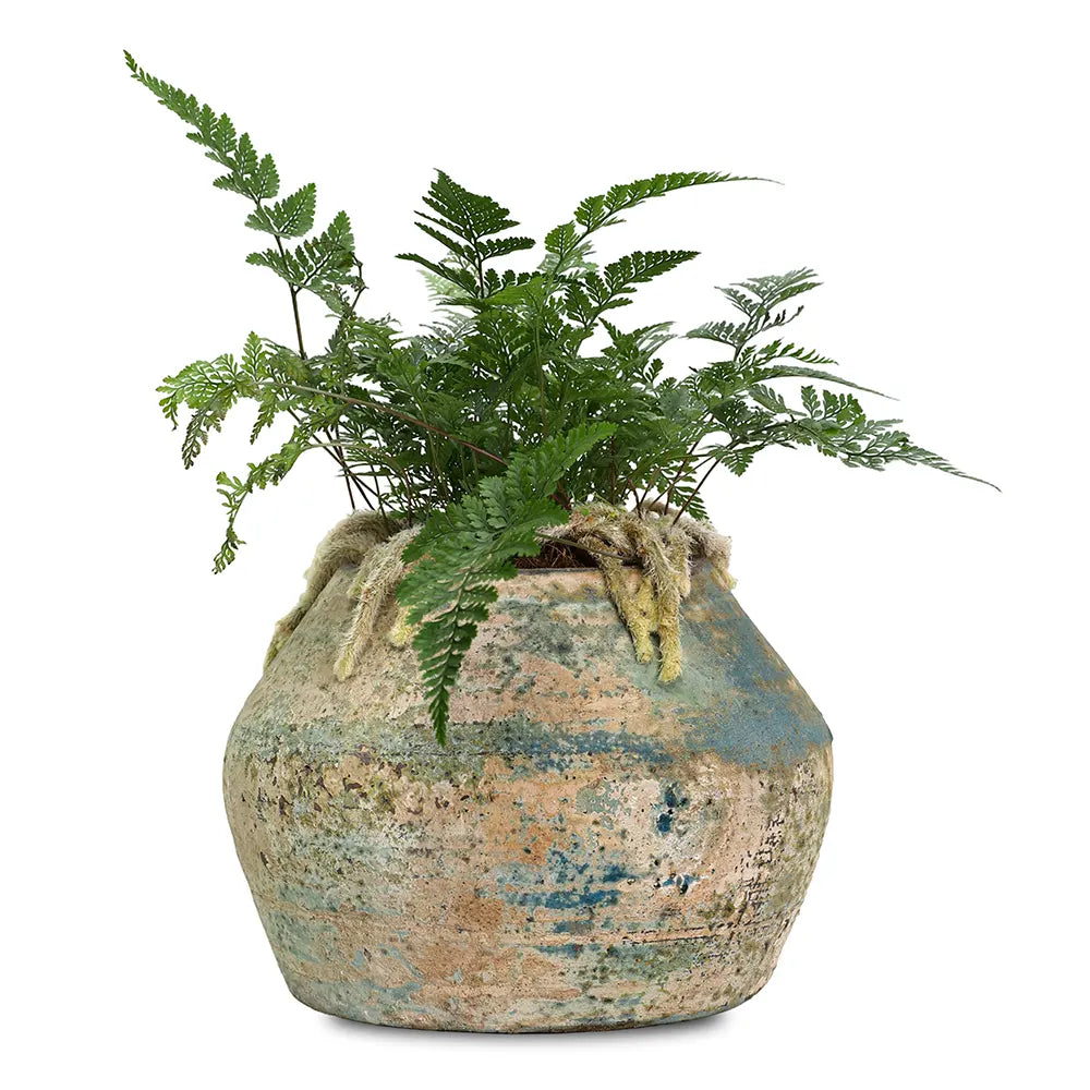HUMATA TYERMANNII IN ANTIQUE BLUE POT