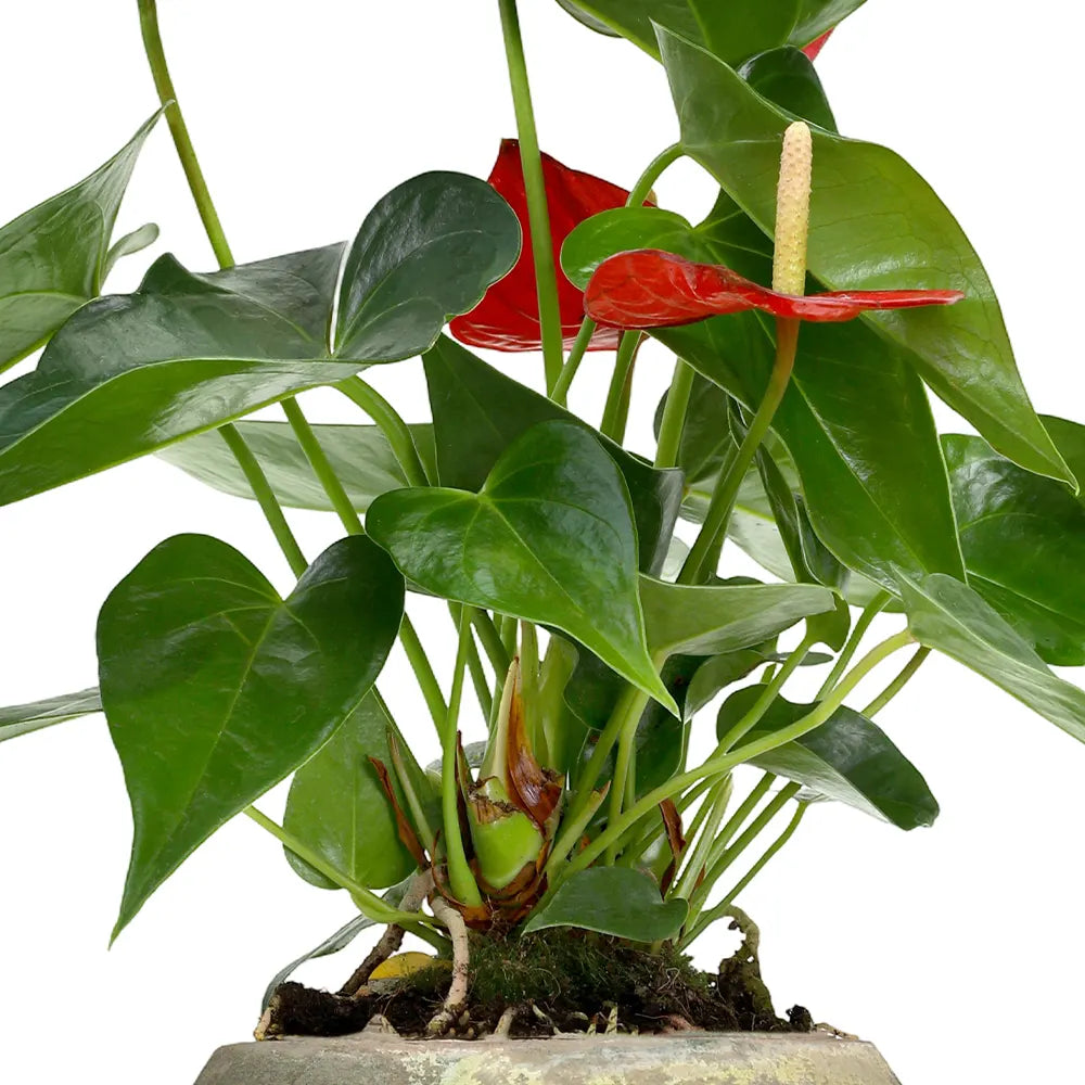 ANTHURIUM IN ANTIQUE GREEN POT