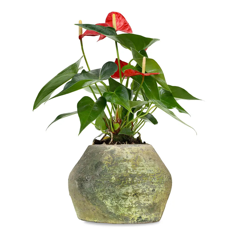 ANTHURIUM IN ANTIQUE GREEN POT