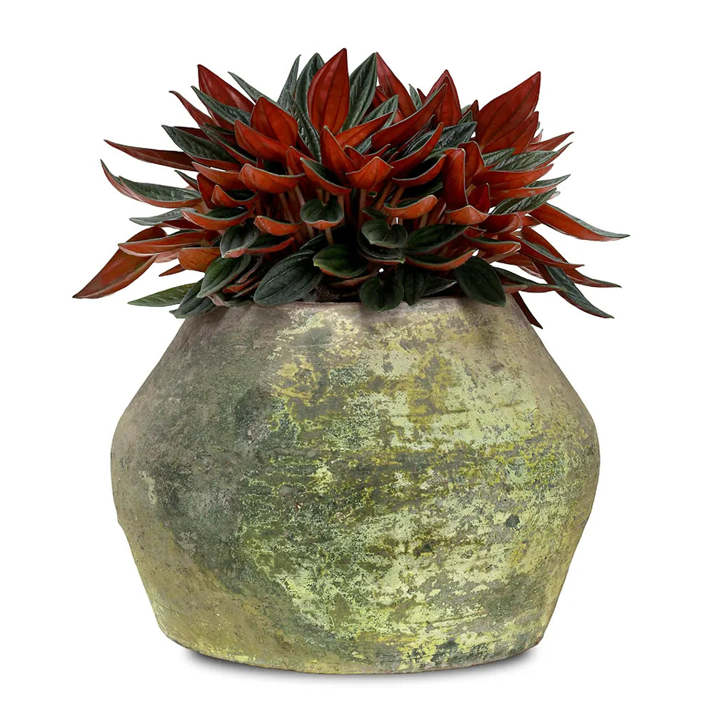 PEPEROMIA IN ANTIQUE GREEN POT