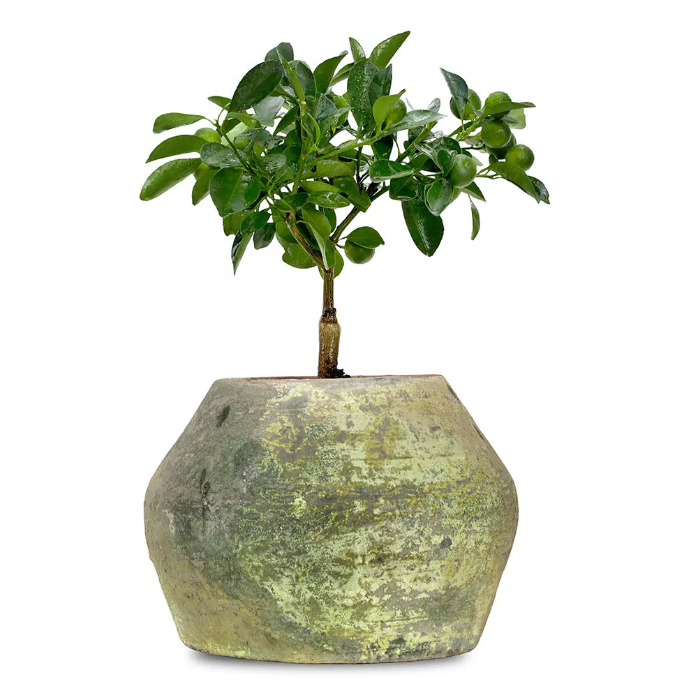 CITROFORTUNELLA IN ANTIQUE GREEN POT