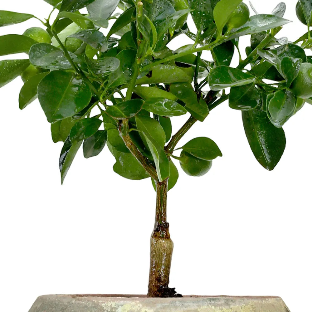 CITROFORTUNELLA IN ANTIQUE GREEN POT