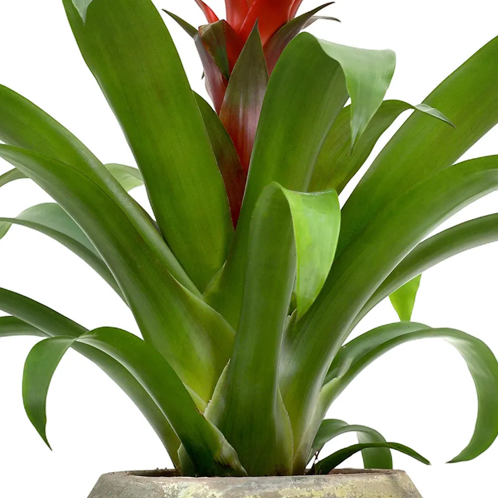 GUZMANIA IN ANTIQUE GREEN POT