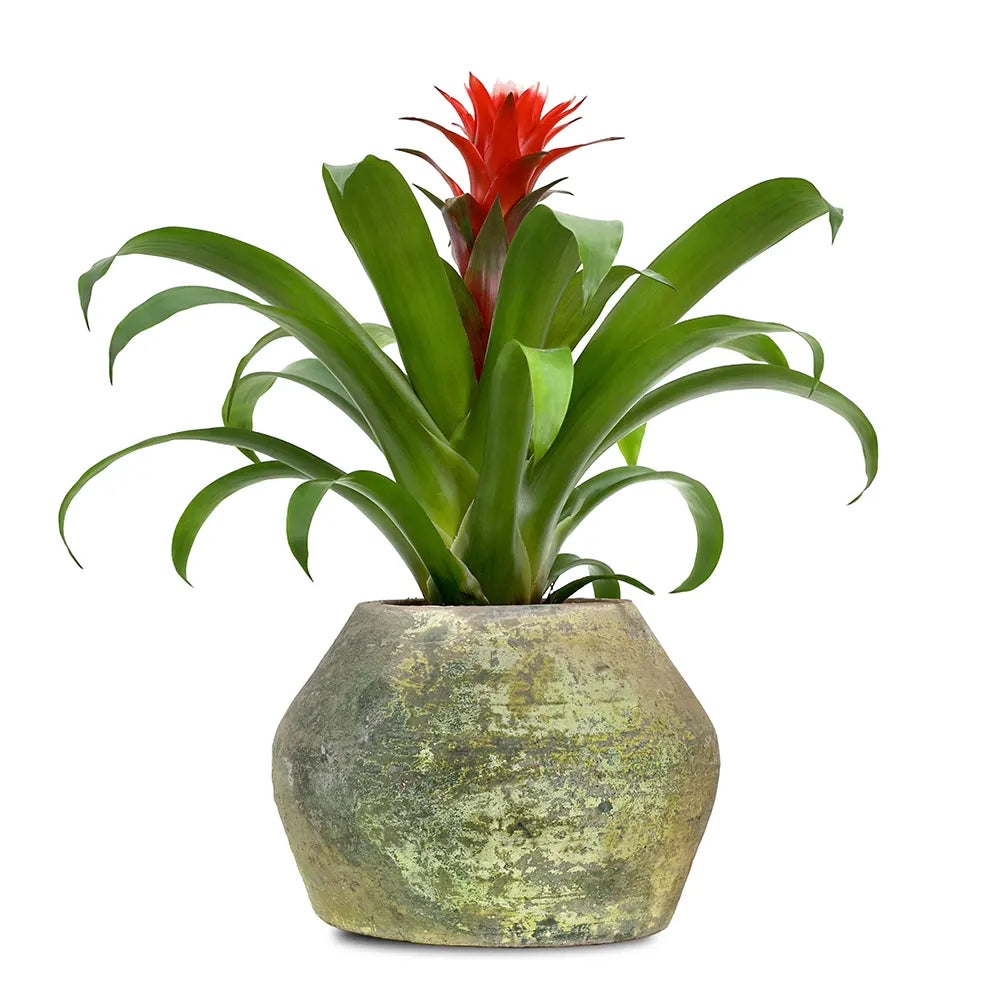 GUZMANIA IN ANTIQUE GREEN POT