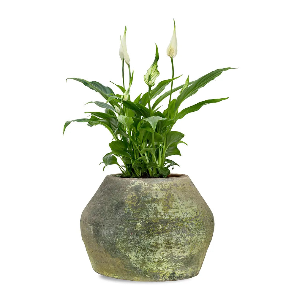 SPATHIPHYLLUM IN ANTIQUE GREEN POT