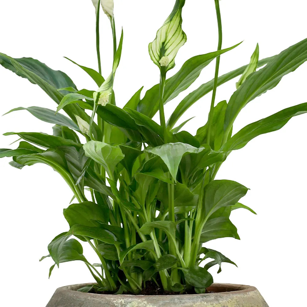 SPATHIPHYLLUM IN ANTIQUE GREEN POT