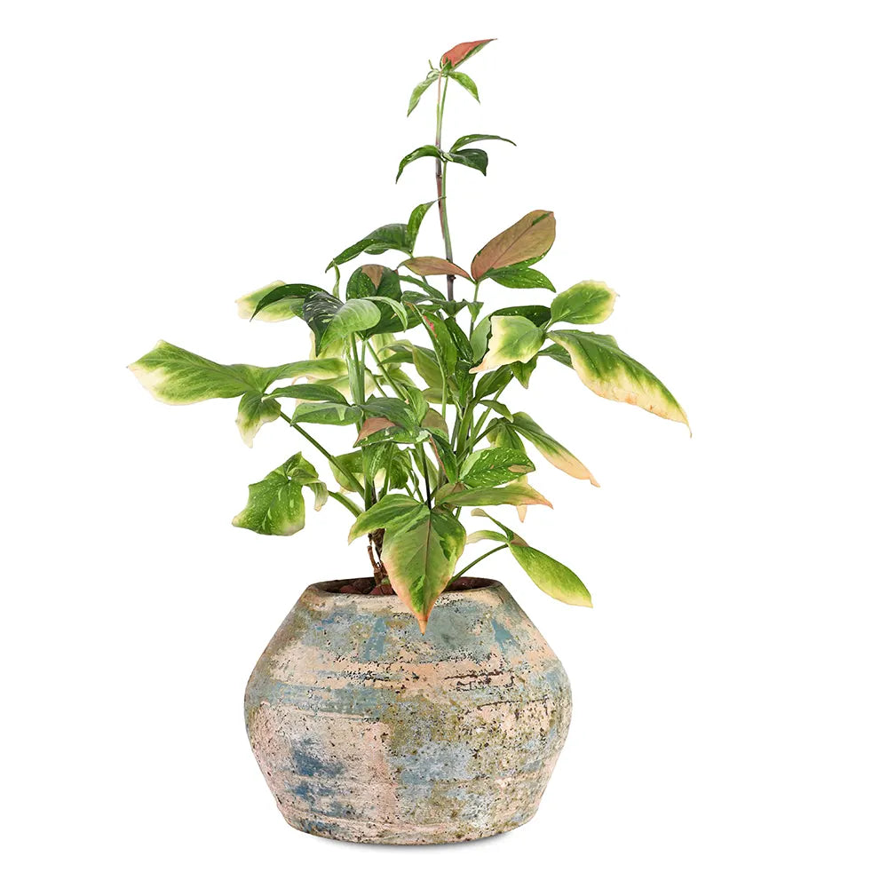 SYNGONIUM PINK IN MOSS CERAMIC POT