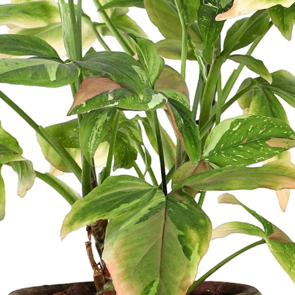 SYNGONIUM PINK IN MOSS CERAMIC POT